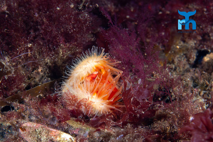 Flame shell - Limaria hians, Strome Castle, Loch Carron © Robert Hansen