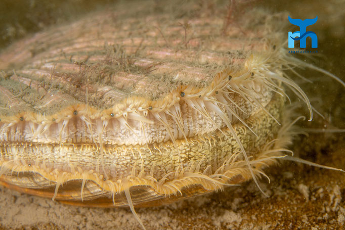 King scallop (Pecten maximus) © Robert Hansen