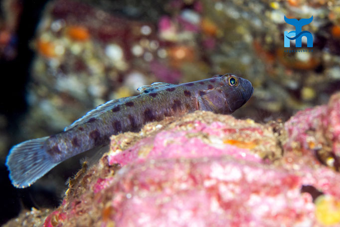 Leopard spotted goby - Thorogobius ephippiatus, Staxigoe © Robert Hansen