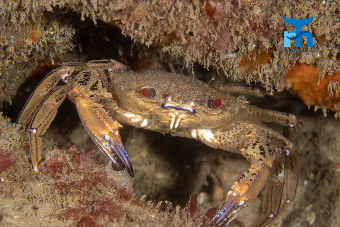Velvet swimming crab (Necora puber) © Robert Hansen