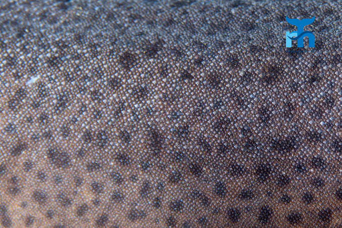 Smallspotted catshark - Scyliorhinus canicula, Port Charlotte, Islay © Robert Hansen