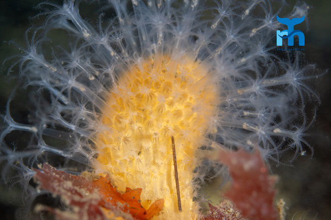 Red sea fingers - Alcynium glomeratum, Loch Creran © Robert Hansen