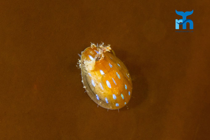 Blue rayed limpet - Helcion pellucidum, Staxigoe © Robert Hansen