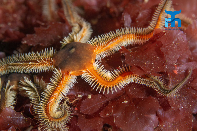 Common feather star - Antedon bifida, Loch Sunnart © Robert Hansen