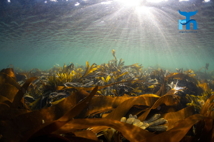 Seaweed, Port Charlotte, Islay © Robert Hansen