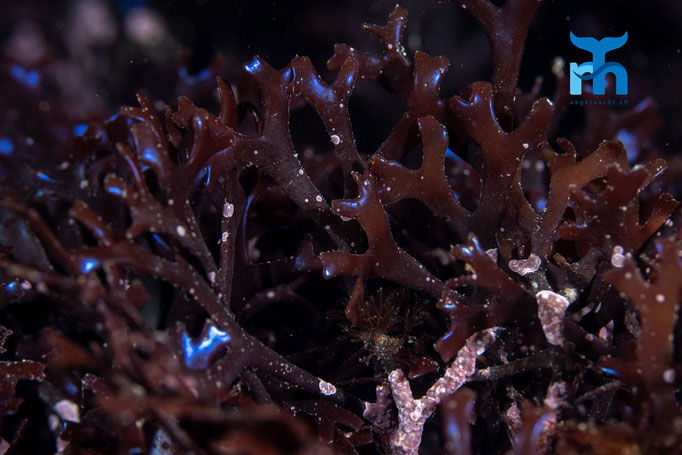 Pepper dulse (Osmundea pinnatifida) © Robert Hansen