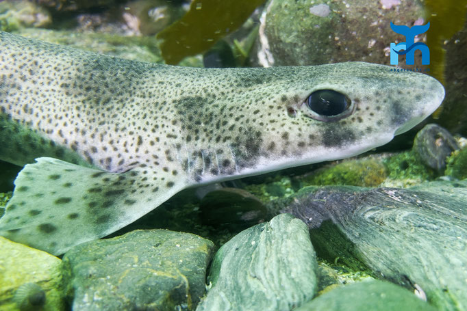 Smallspotted catshark (Scyliorhinus canicula) © Robert Hansen