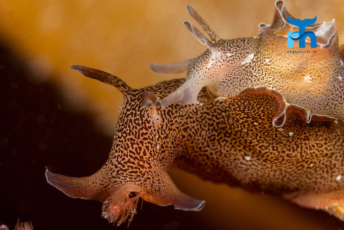 Sea hare - Aplysia punctata, Port Charlotte, Islay © Robert Hansen