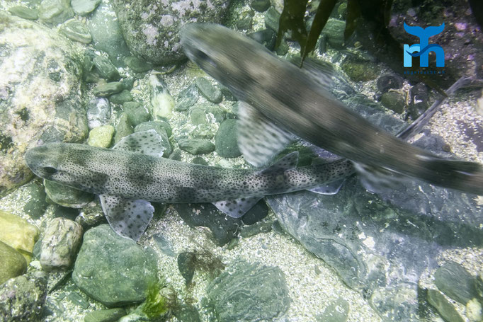 Smallspotted catshark (Scyliorhinus canicula) © Robert Hansen