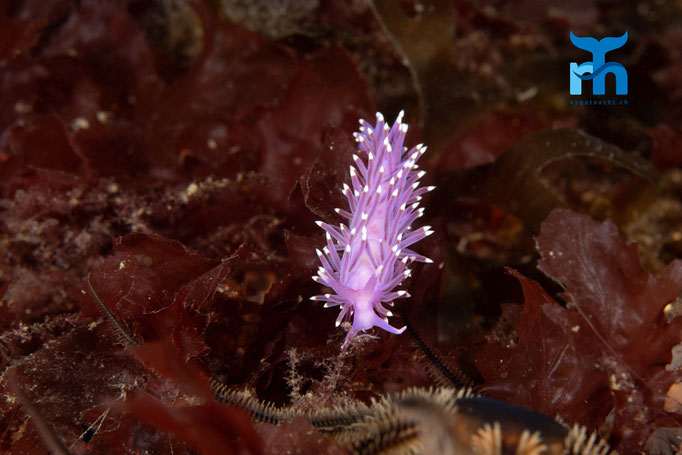 Violet sea slug - Flabellina pedata, Strome Castle, Loch Carron © Robert Hansen
