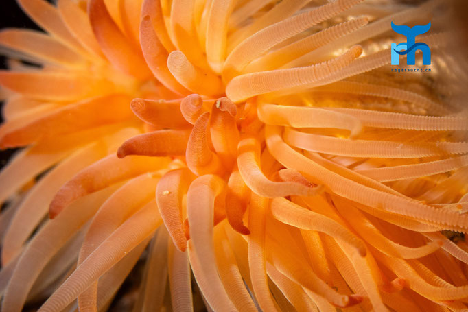 Flame shell - Limaria hians, Strome Castle, Loch Carron © Robert Hansen