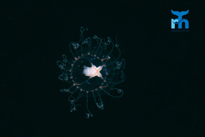 Jellyfish - Neoturris pileata, Whiting Bay, Arran © Robert Hansen
