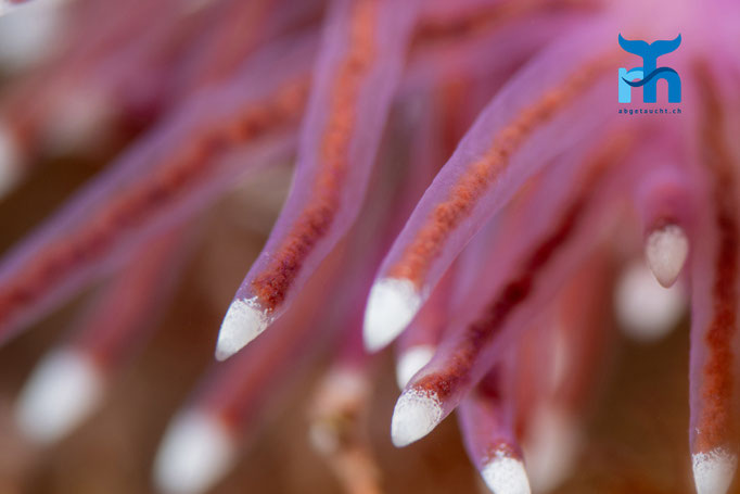Violet sea slug - Flabellina pedata, Strome Castle, Loch Carron © Robert Hansen