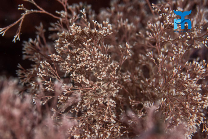 Coral weed (Corallina officinalis) © Robert Hansen