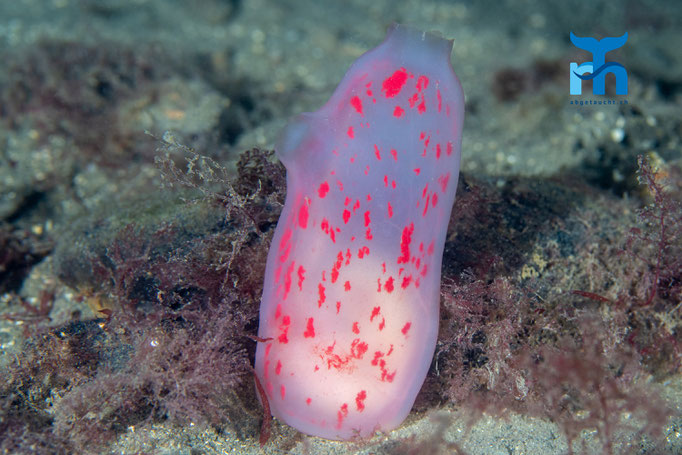 Sea squirt - Aplidium virginea, Staxigoe © Robert Hansen
