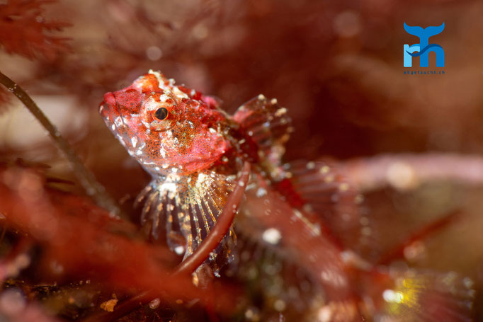 Long spined sea scorpion - Taurulus bubalis, Staxigoe © Robert Hansen
