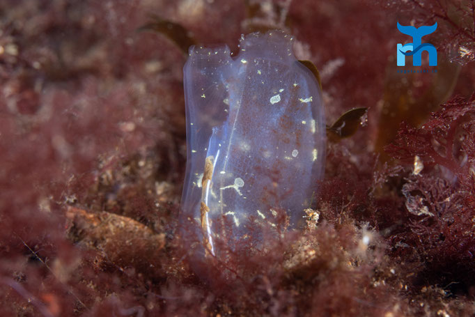 Gas mantle sea squirt - Corella parallelogramma, Strome Castle, Loch Carron © Robert Hansen