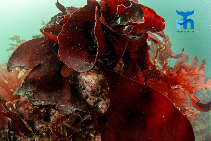 Red rags (Dilsea carnosa) © Robert Hansen