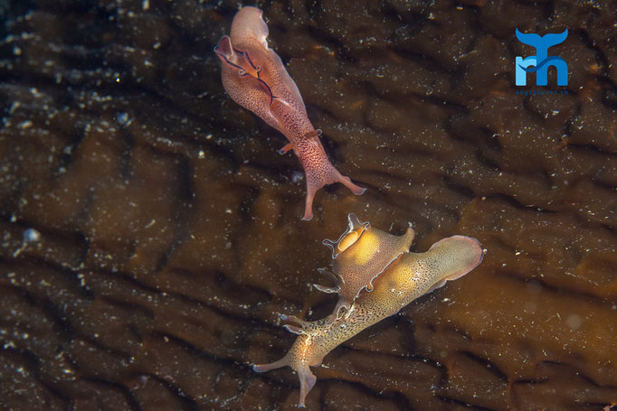 Sea hare - Aplysia punctata, Port Charlotte, Islay © Robert Hansen