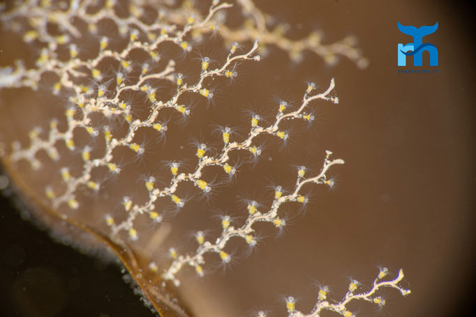 Kelp fir - Obelia geniculata, Strome Castle, Loch Carron © Robert Hansen