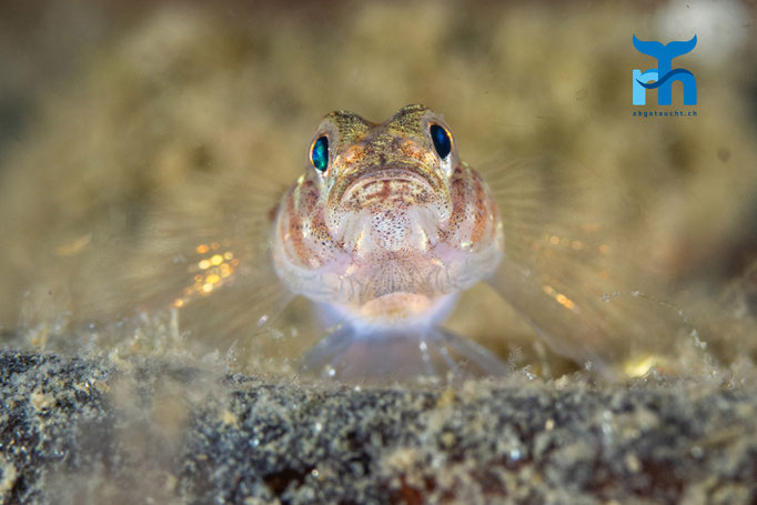 Painted goby - Pomatoschistus pictus, Loch Creran © Robert Hansen
