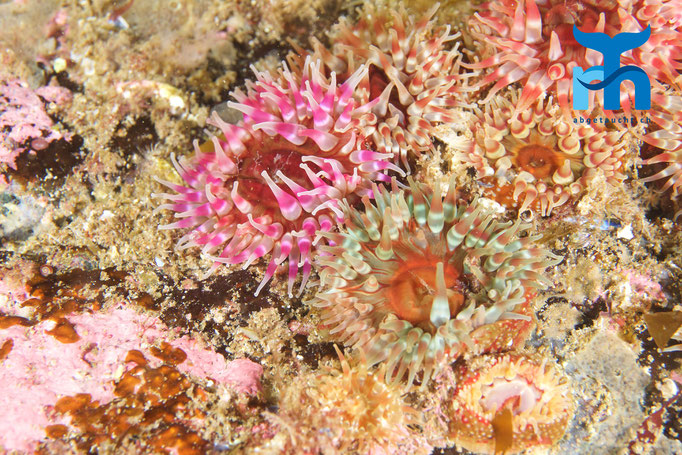  Anemonenkomposition in sieben Metern Tiefe © Robert Hansen