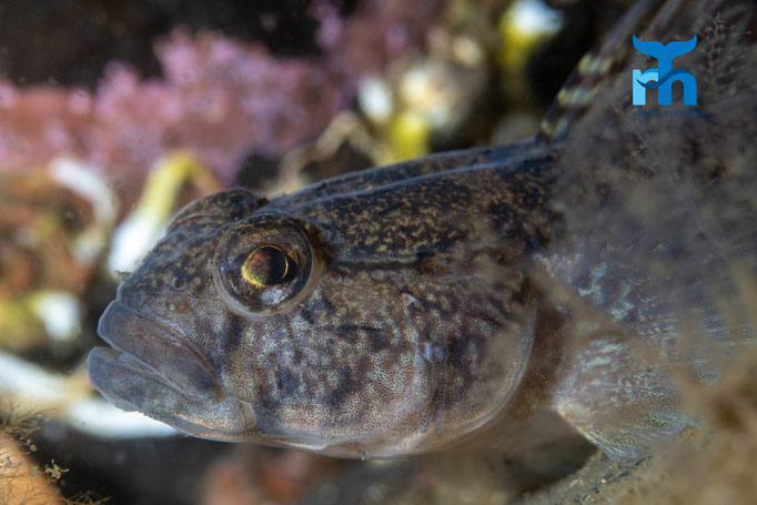 Black goby - Gobius niger, Loch Creran © Robert Hansen