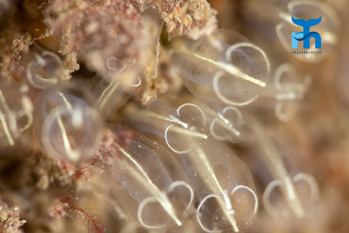Light bulb sea squirt (Clavelina lepadiformis) © Robert Hansen