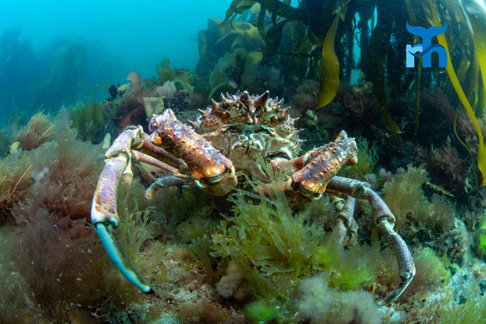 Spiny spider crab - Maja squinado, Port Charlotte, Islay © Robert Hansen