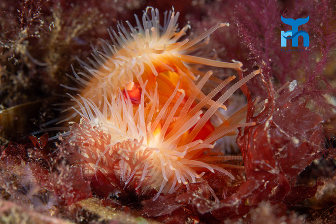 Flame shell - Limaria hians, Strome Castle, Loch Carron © Robert Hansen