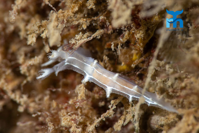 Sea slug © Robert Hansen