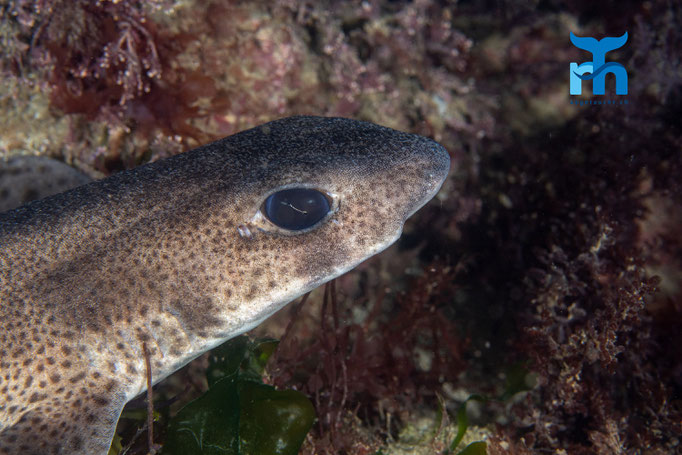Smallspotted catshark (Scyliorhinus canicula) © Robert Hansen