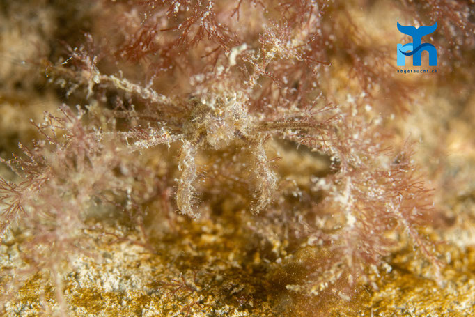 Long-legged spider crab (Macropodia rostrata) © Robert Hansen