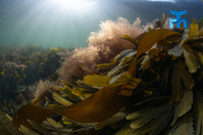 Seaweed, Port Charlotte, Islay © Robert Hansen