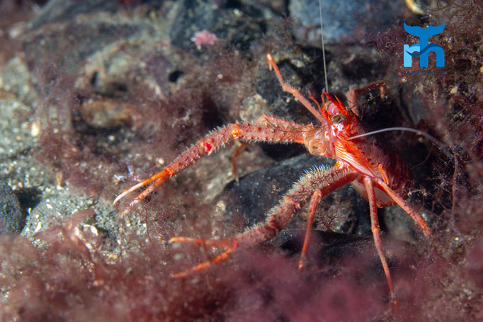 Long clawed squat lobster - Munida rugosa, Loch Sunnart @ Robert Hansen