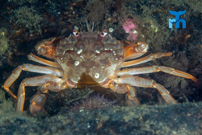 Harbour crab - Liocarinus depurator, Loch Creran © Robert Hansen