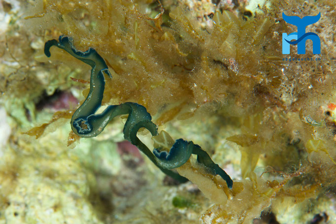  Der Fadenwurm streckt seine Fangarme aus der Felsritze © Robert Hansen, April 2016