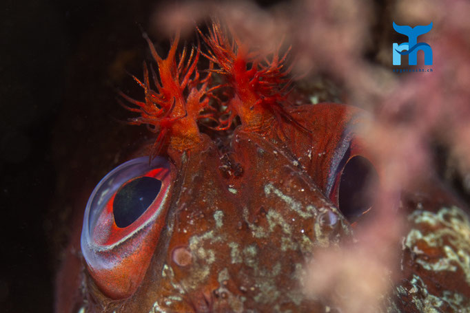 Tompot blenny (Parablennius gattorugine) © Robert Hansen