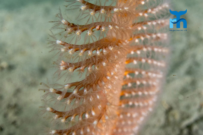 Phosphorescent sea pen - Pennatula phosphorea, Sound of Shuna © Robert Hansen