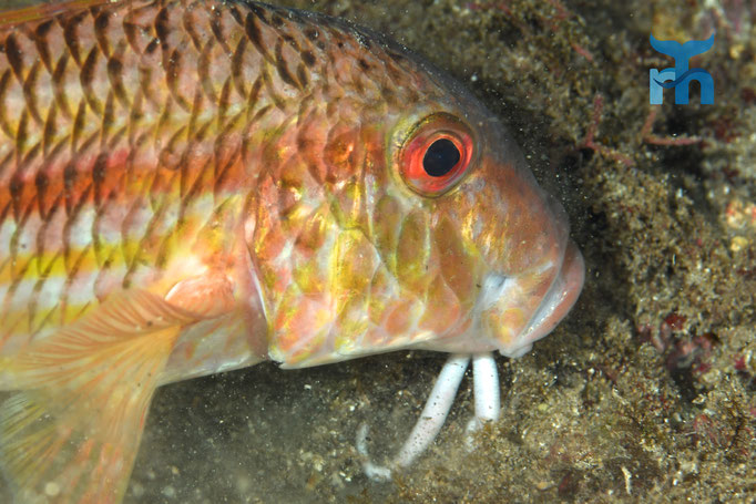  Gestreifte Meerbarbe (Mullus surmeletus) stochert im Sand herum © Robert Hansen