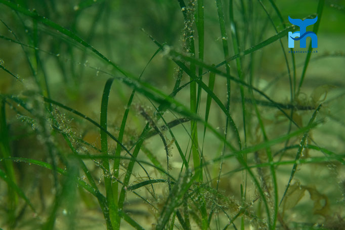 Seaweed,Whiting Bay, Arran © Robert Hansen