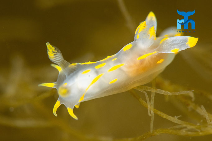 Nudibranch - Polycera kernowensis, Staxigoe © Robert Hansen