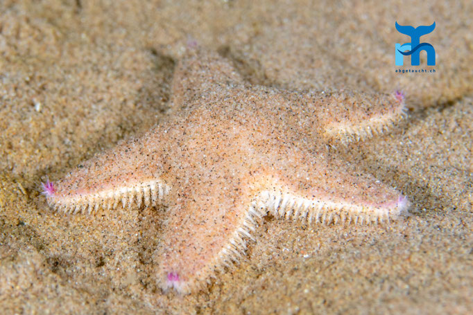 Sand star - Astropecten irregularis, Whiting Bay, Arran © Robert Hansen