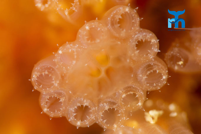 Sea squirt - Aplidium turbinatum, Staxigoe © Robert Hansen