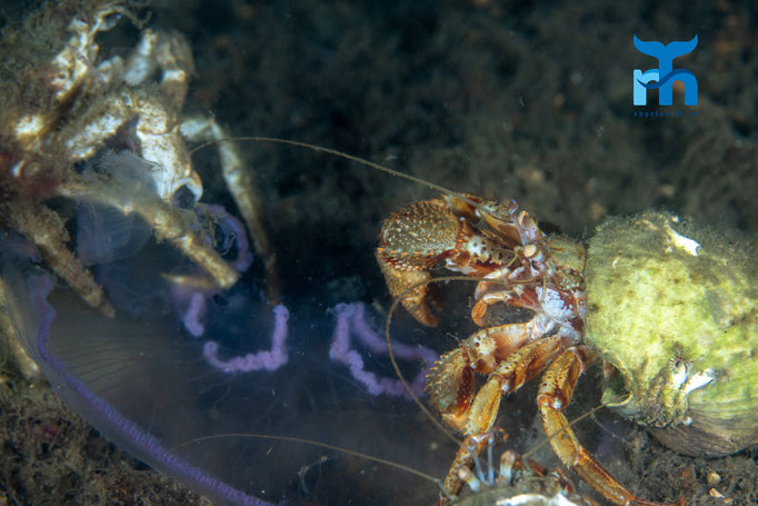 Common hermit crab - Pagurus bernhardus, Loch Creran © Robert Hansen