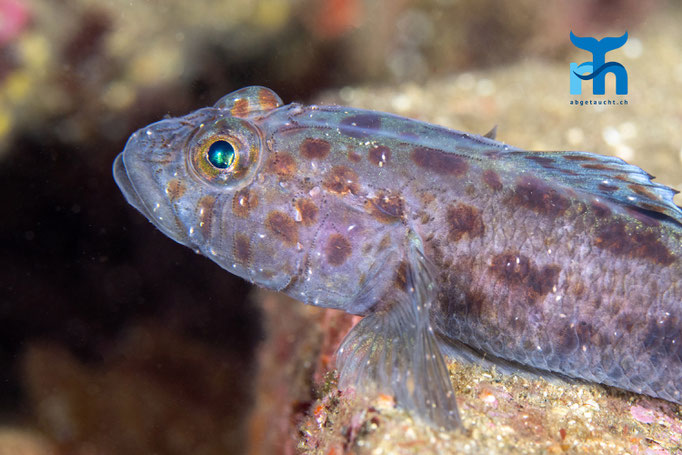 Leopard spotted goby - Thorogobius ephippiatus, Staxigoe © Robert Hansen