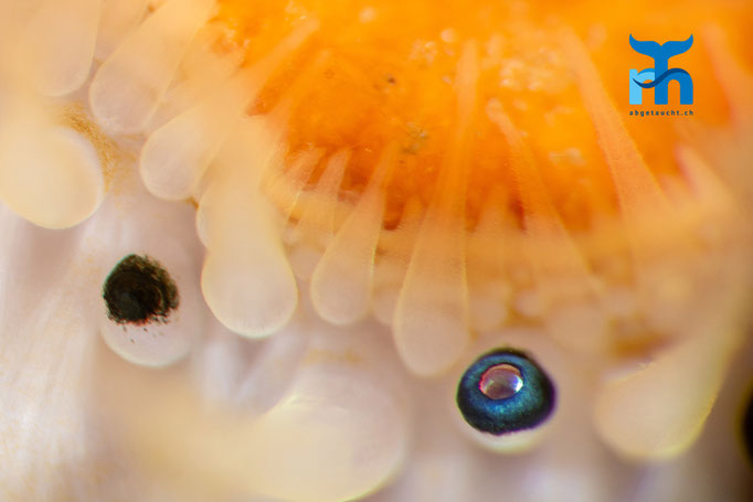 Queen scallop - Aequipecten opercularis, Loch Creran © Robert Hansen