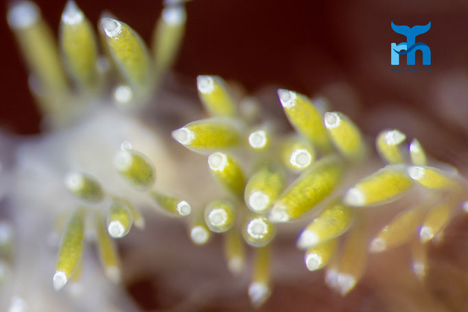 Nudibranch - Diaphoreolis viridis, Strome Castle, Loch Carron © Robert Hansen