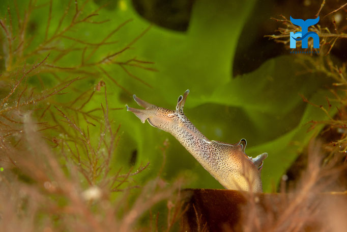 Sea hare - Aplysia punctata, Port Charlotte, Islay © Robert Hansen