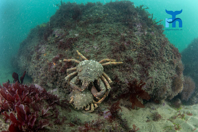 Sea toad (Hyas araneus) © Robert Hansen